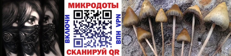 магазин продажи наркотиков  Лагань  Галлюциногенные грибы Cubensis 